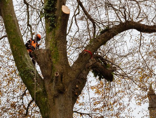 Man working on removing a tree